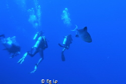 Divers flabbergasted by the sheer size of this Odonus nig... by E&e Lp 
